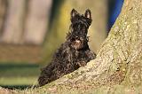 SCOTTISH TERRIER 203